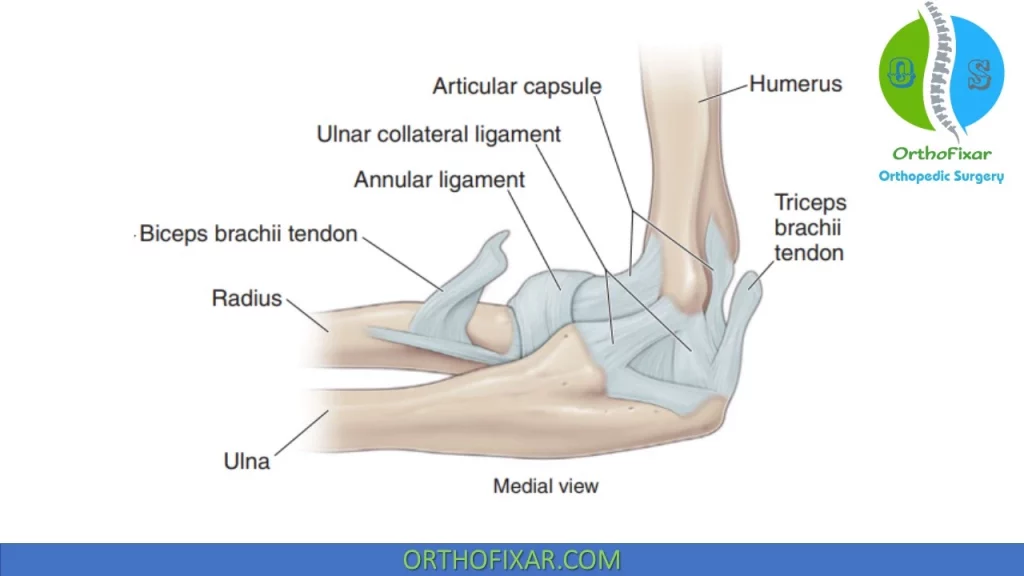 Elbow Joint Ligaments