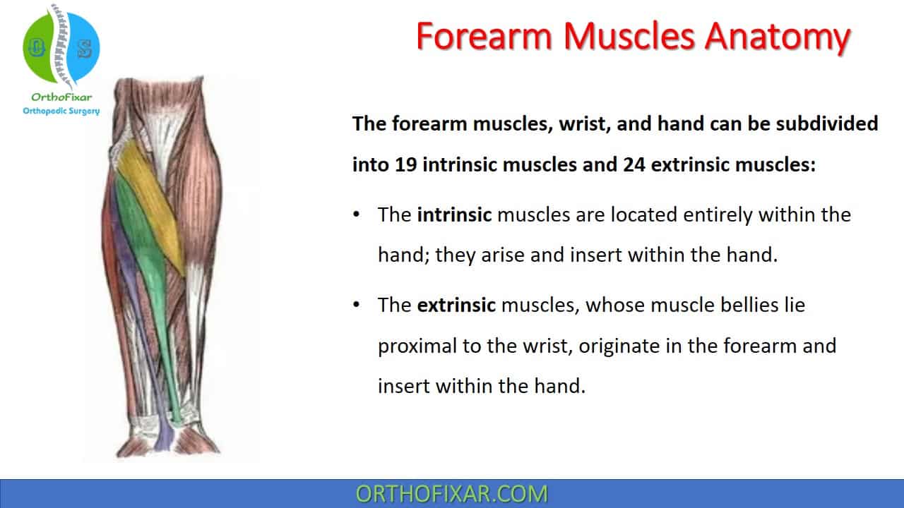  Forearm Muscles Anatomy 
