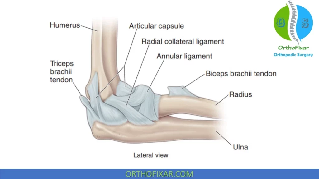 Ligaments of Elbow Joint