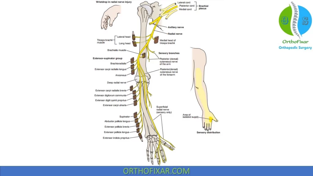 Radial Nerve anatomy