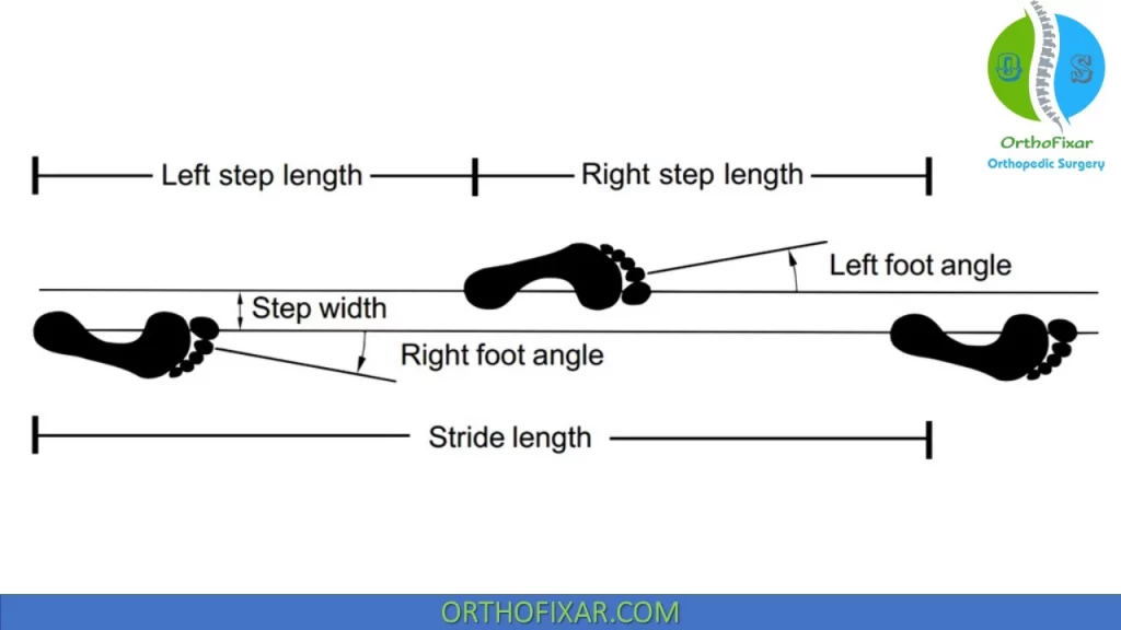 Stride and step length