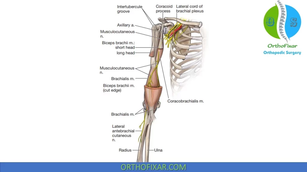 The brachialis muscle