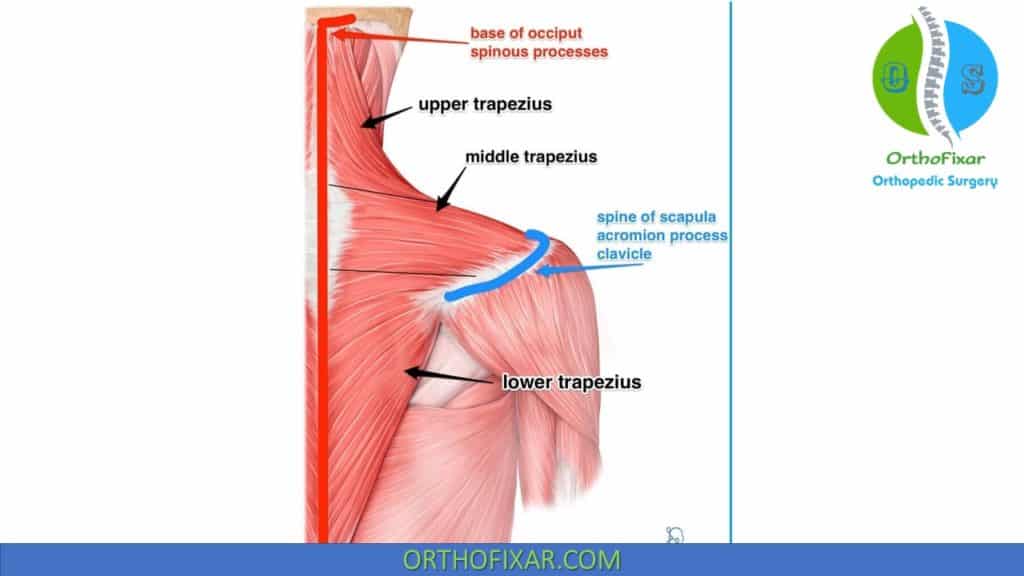 Trapezius muscle anatomy