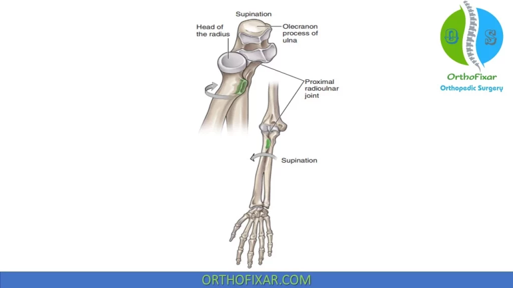 elbow supination