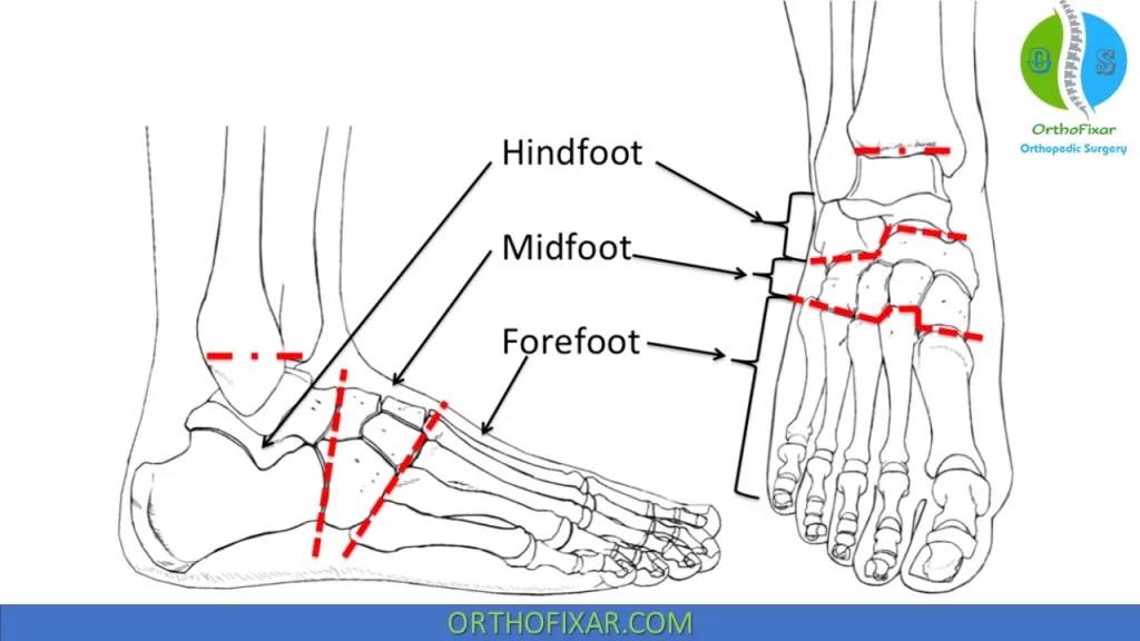 foot anatomy parts