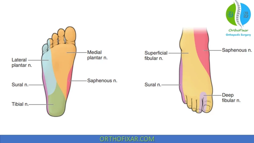 foot nerve supply