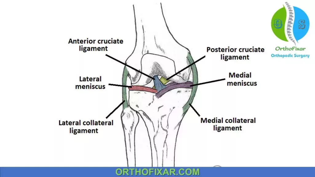 lateral collateral ligament knee