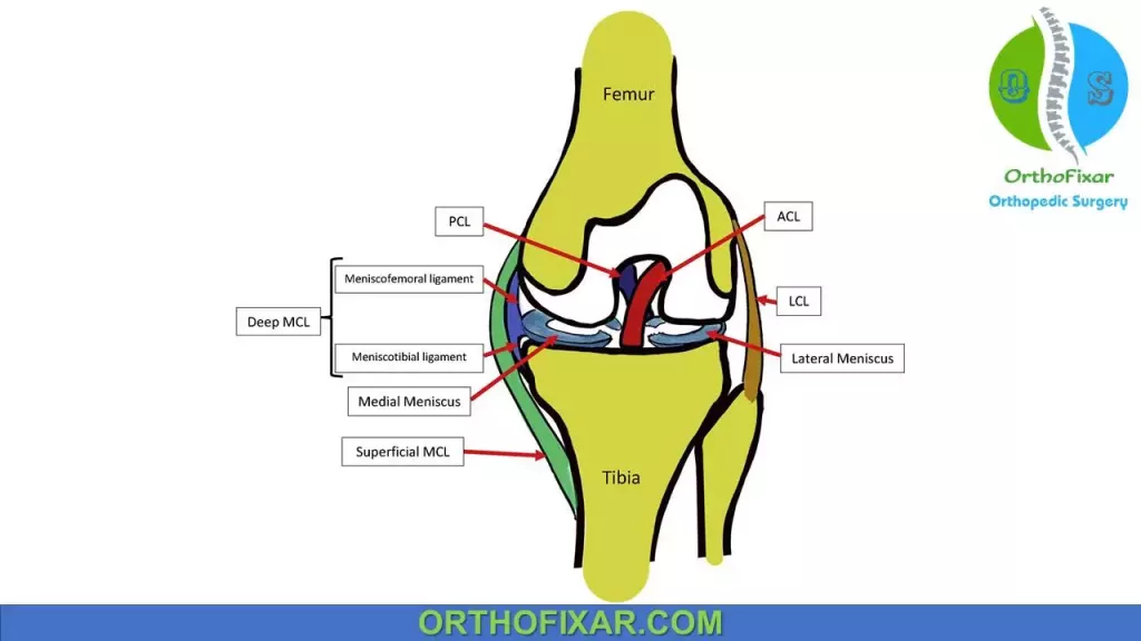 Medial collateral ligament anatomy