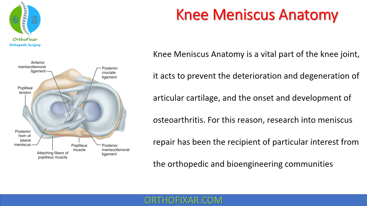 Knee Meniscus Anatomy • Easy Explained - OrthoFixar 2021