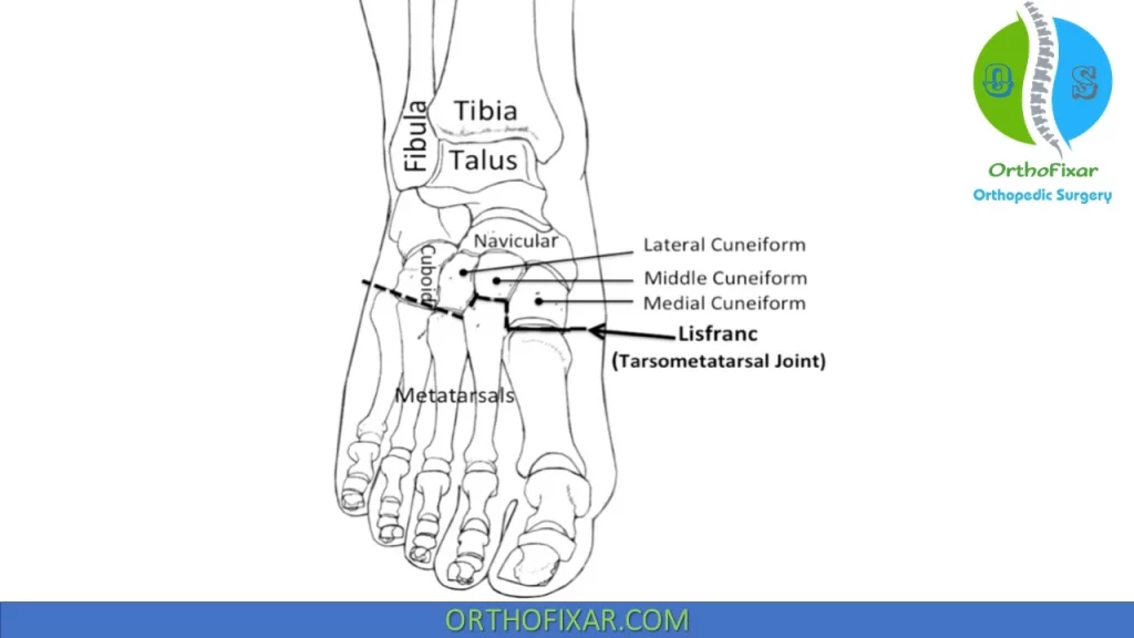 Midfoot anatomy