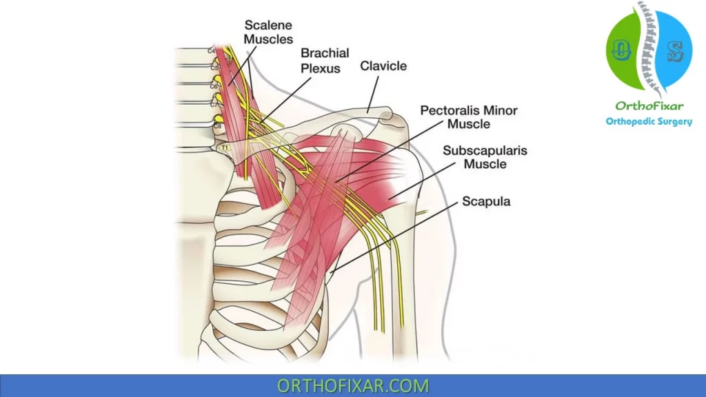 muscles around Brachial Plexus