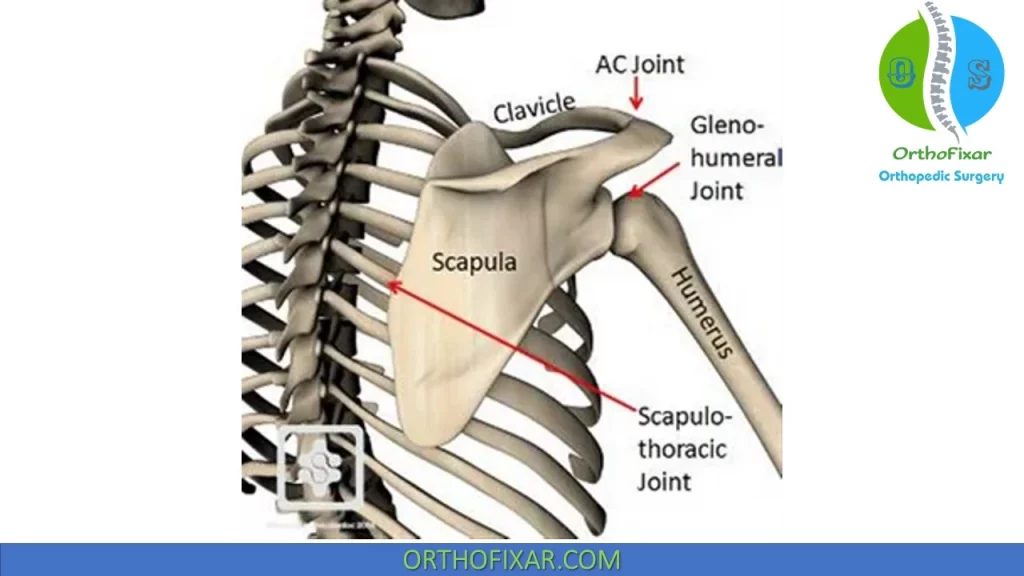scapulothoracic joint