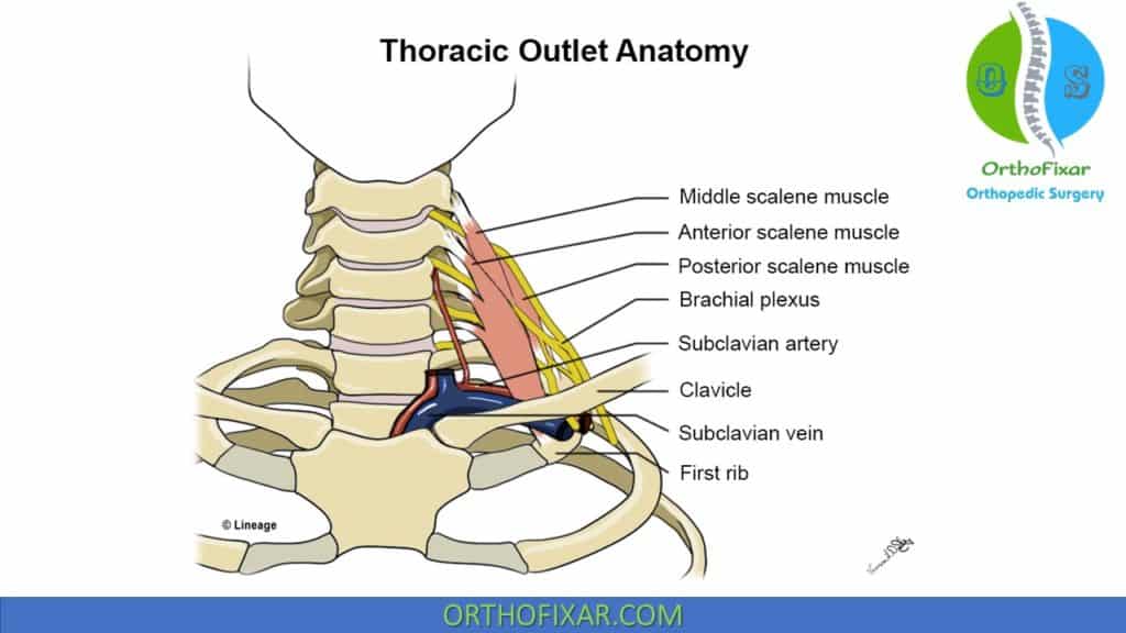 thoracic outlet anatomy